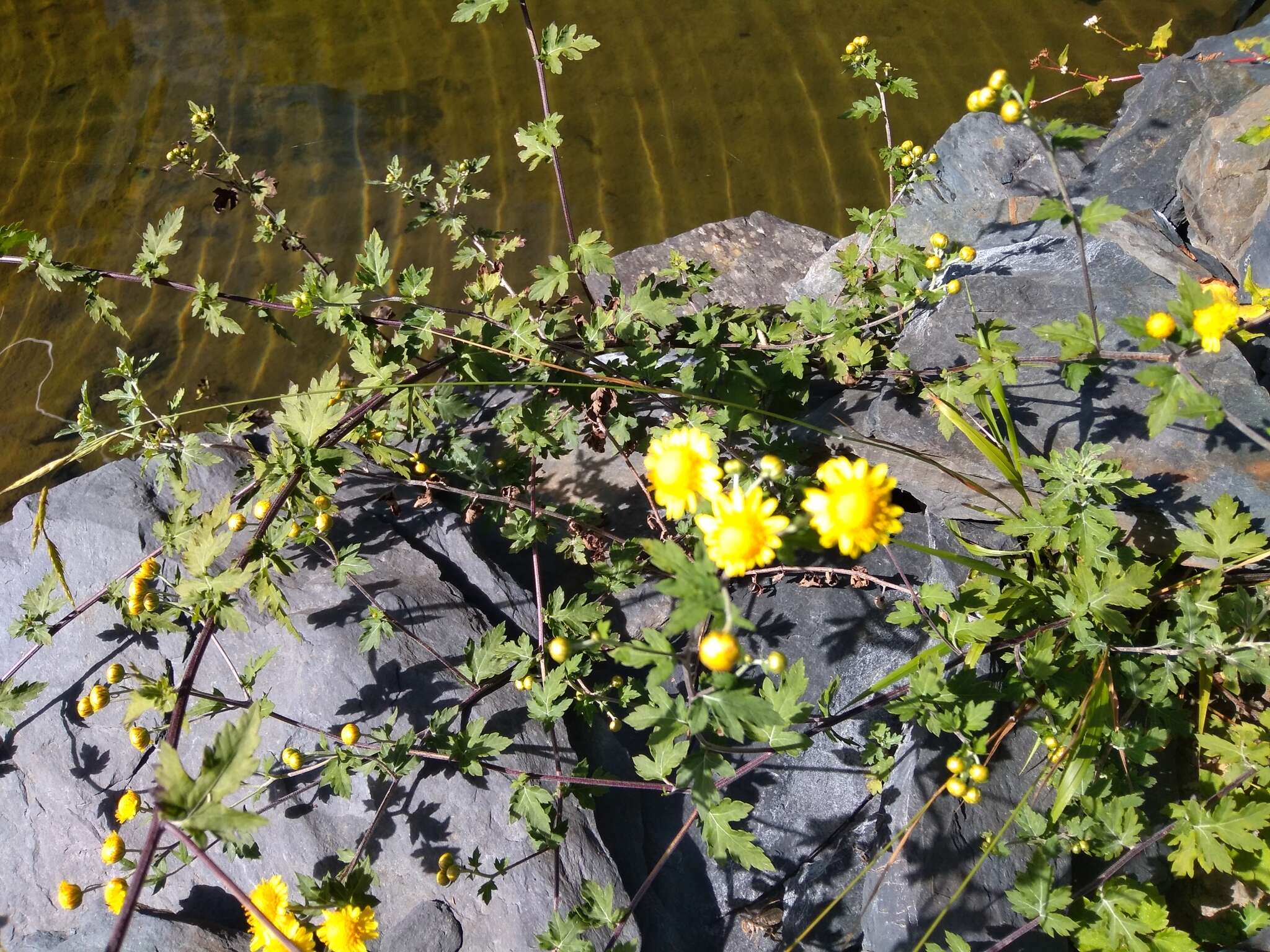 Image of Chrysanthemum arisanense Hayata