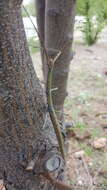 Image of Arizona Walkingstick