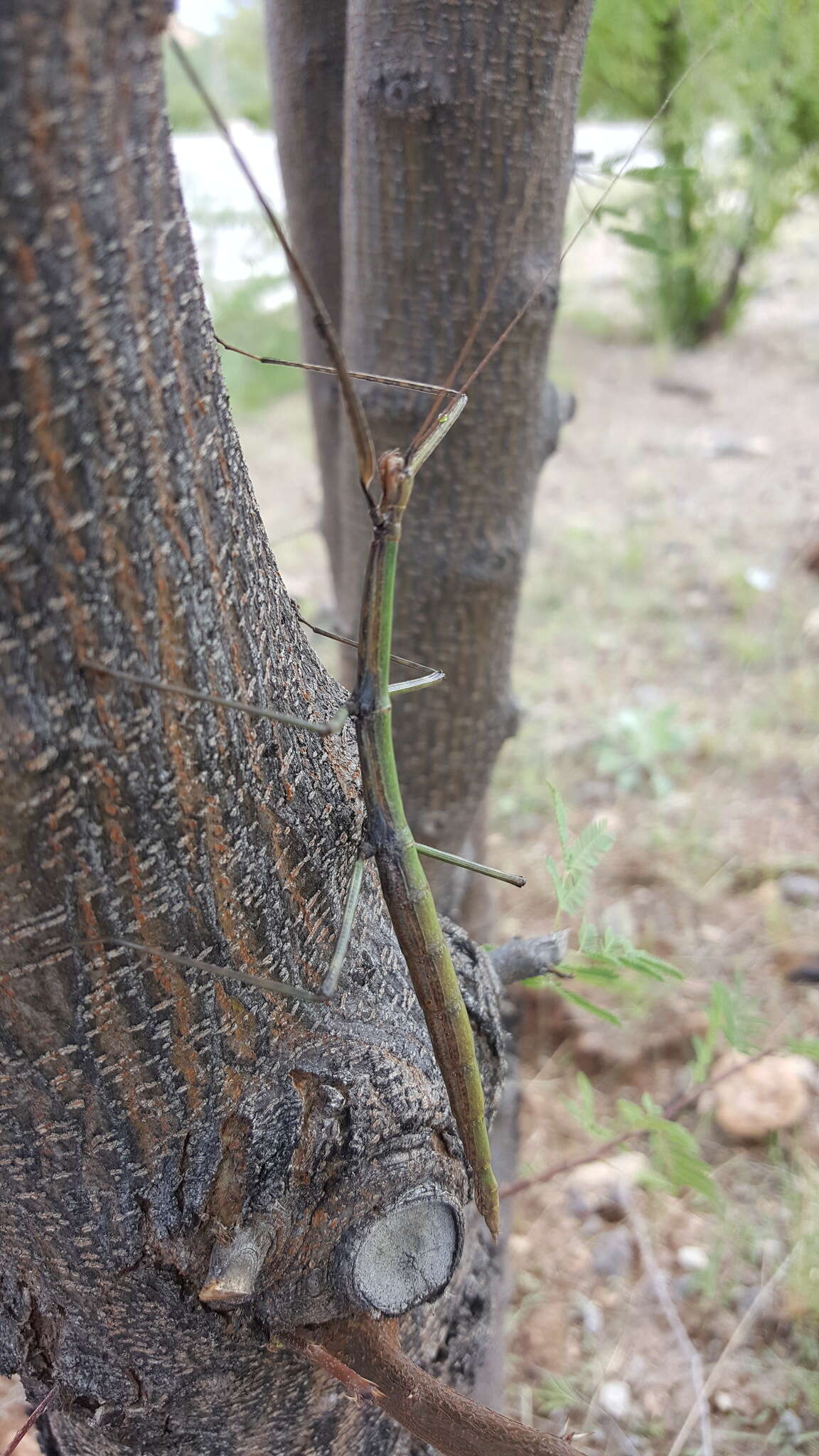 Image of Arizona Walkingstick