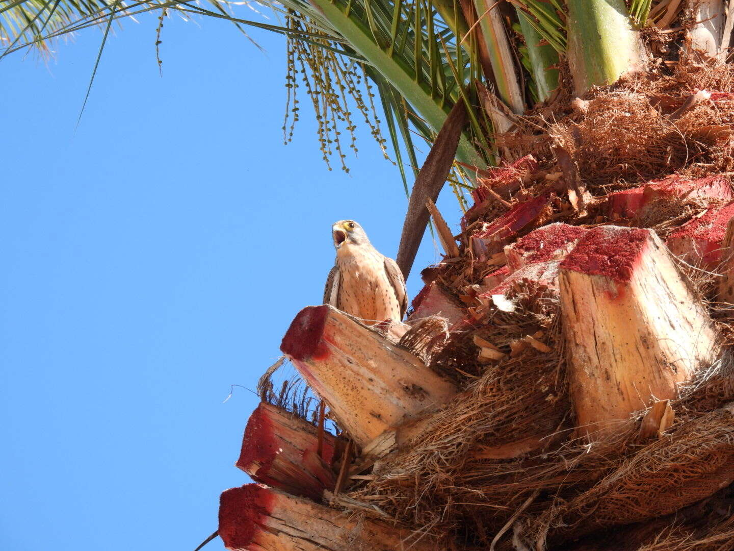 Falco tinnunculus dacotiae Hartert 1913 resmi