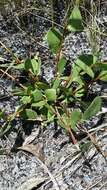 Image of Royal False Pawpaw