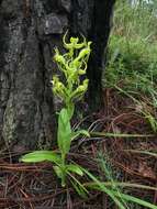 Image of Habenaria jaliscana S. Watson