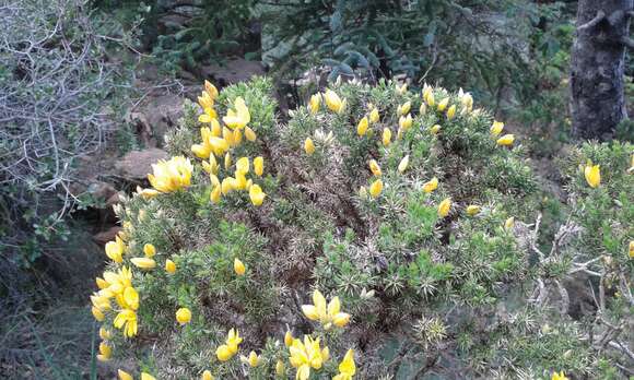 Image of Ulex parviflorus subsp. funkii (Webb) Guinea