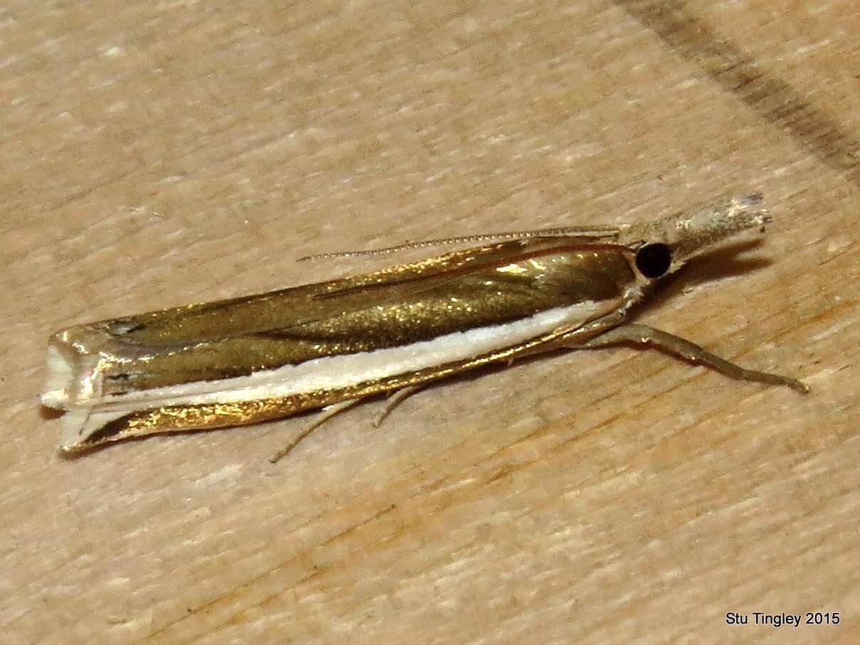 Image of Crambus unistriatellus Packard 1868