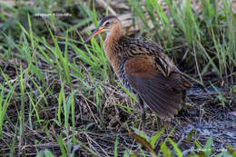 Image of King Rail