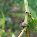 Todea cimicoides Coquebert resmi