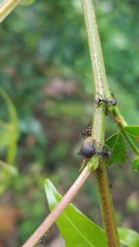 Image of Todea cimicoides Coquebert