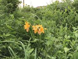 Image of Hemerocallis middendorffii var. esculenta (Koidz.) Ohwi