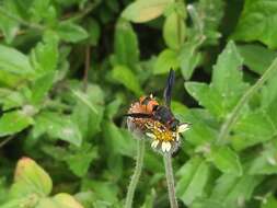 Euodynerus dantici violaceipennis Giordani Soika 1973的圖片