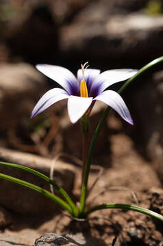 Image of Romulea columnae subsp. grandiscapa (Webb) G. Kunkel