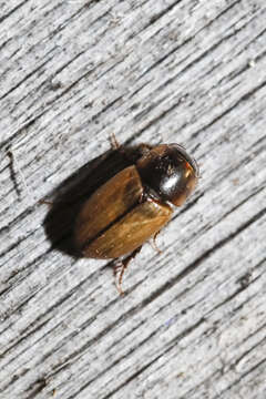 Image of Acanthobodilus