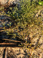 Image of pineland nailwort