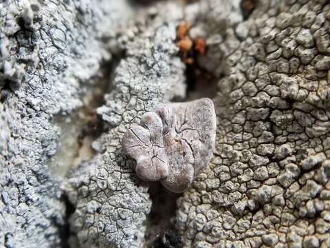 Image of glypholecia lichen