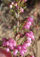 Image of Erica gracilis Wendl.