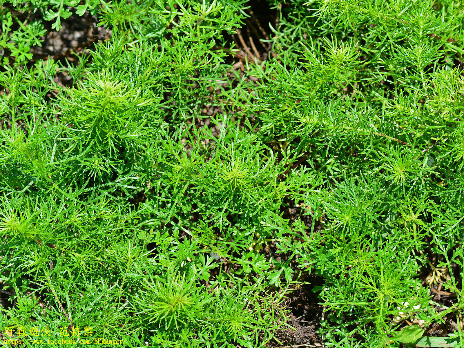 Image of Artemisia capillaris Thunb.