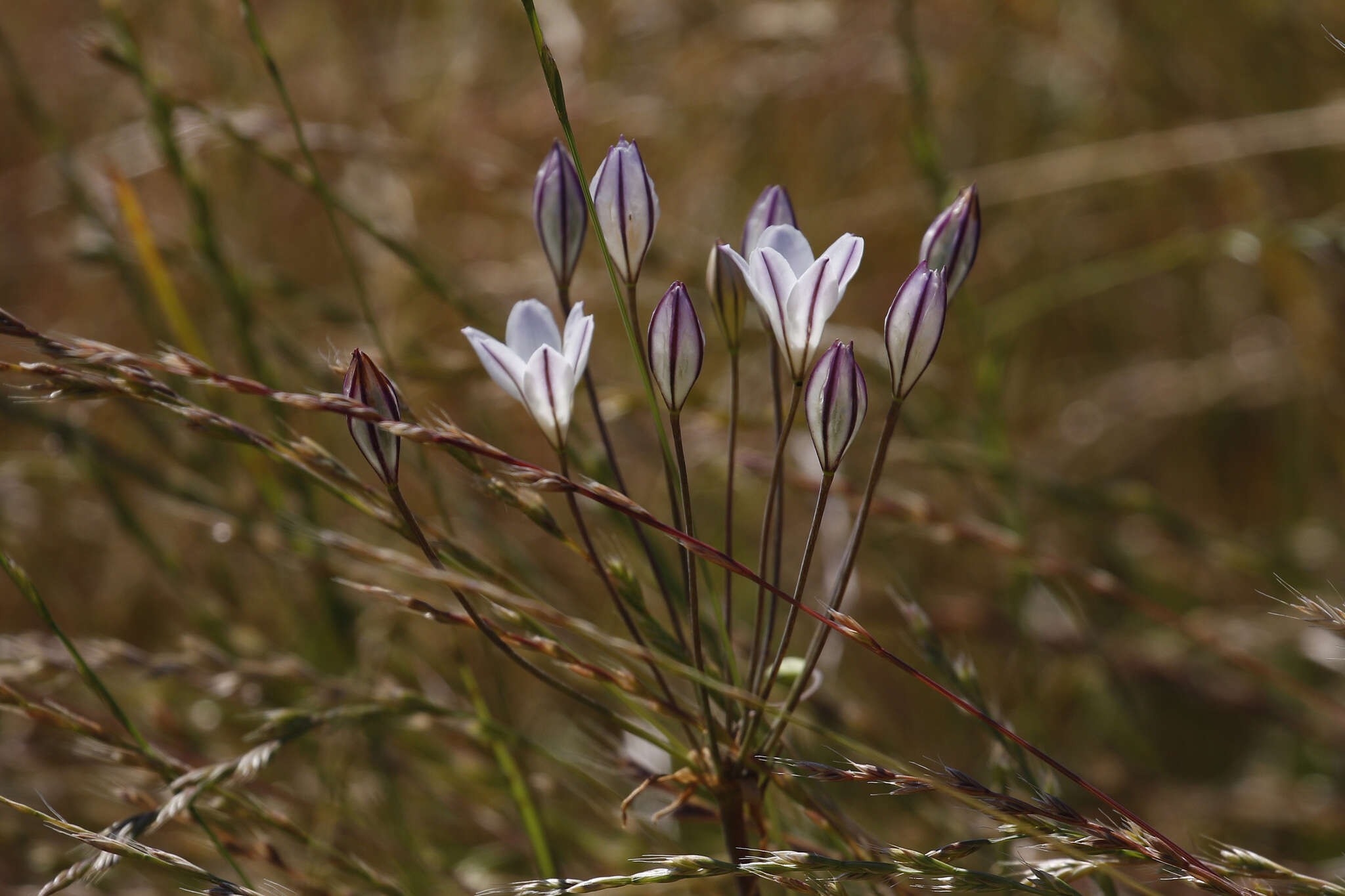 Image of long-ray brodiaea