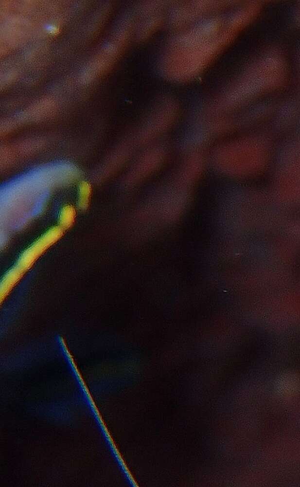 Image of Yellownose goby