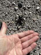 Image of Mojave Desert Dwarf Tarantula