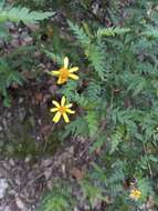 Image of Chrysactinia pinnata S. Wats.