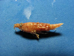 Sivun Rhachotropis aculeata (Lepechin 1780) kuva