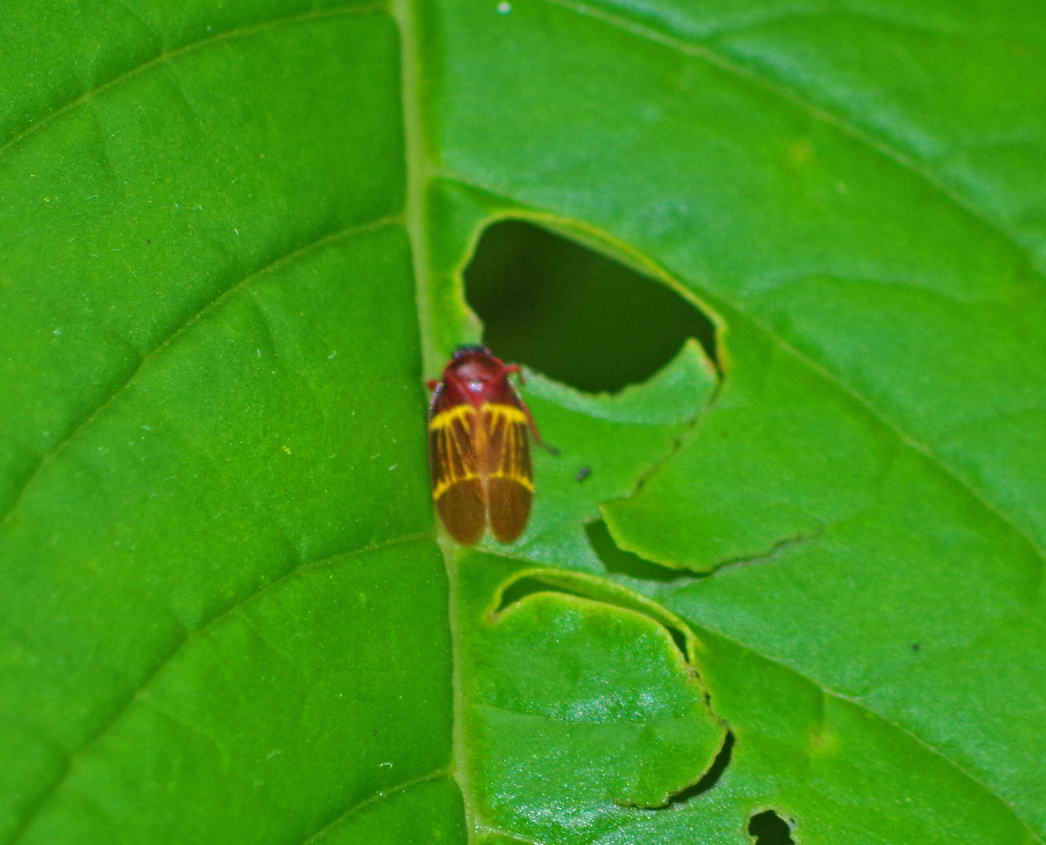 Image of Sphenorhina clarivenosa (Jacobi 1908)