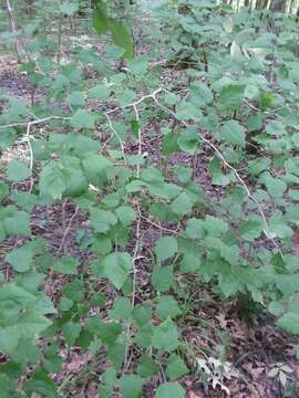 Image of stolonbearing hawthorn