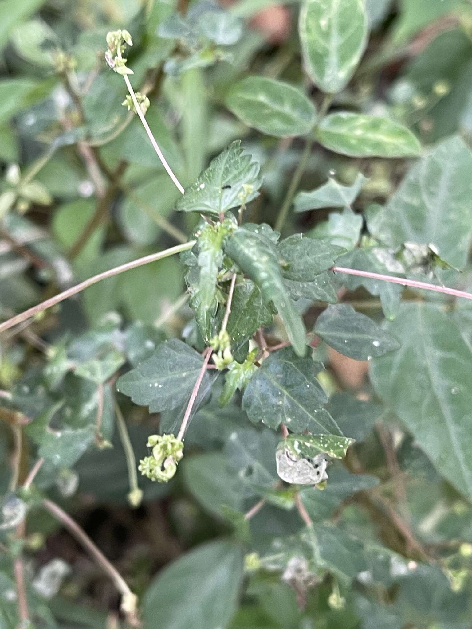 Image of Laportea peduncularis subsp. latidens I. Friis