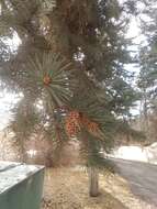 Image of Cooley Spruce Gall Adelgid