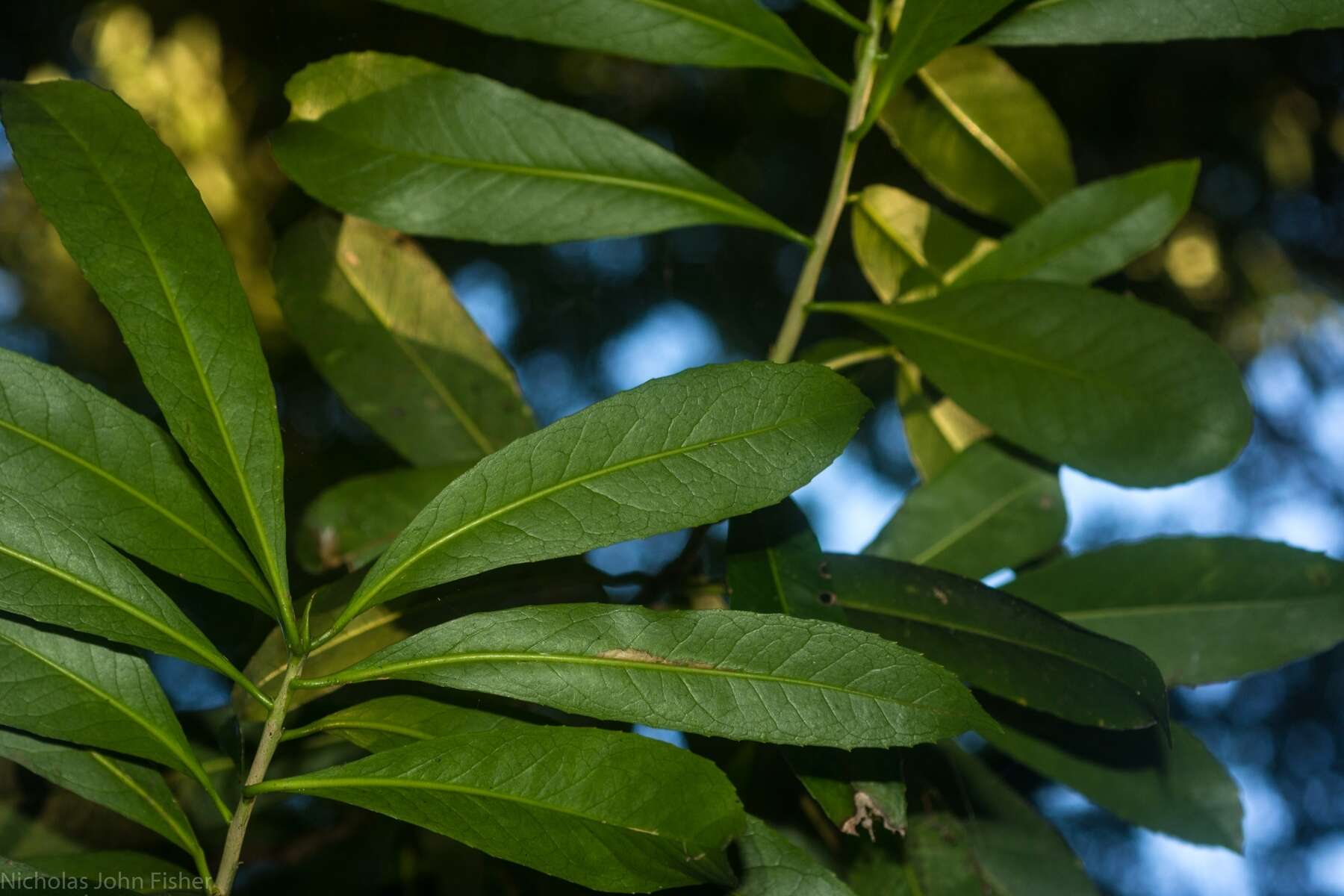 Image de Symplocos cochinchinensis subsp. thwaitesii (F. Muell.) Nooteb.