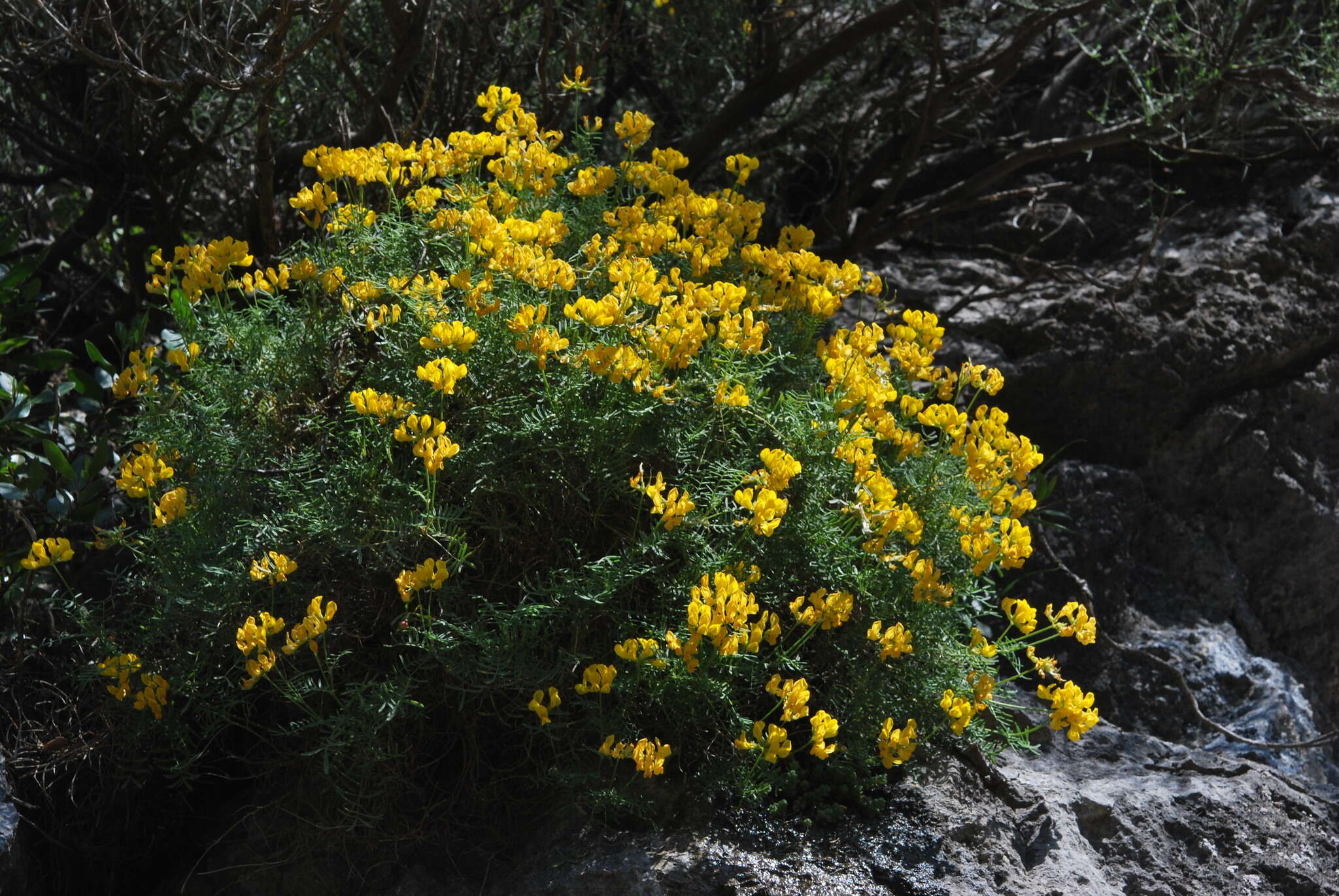 Image of Hippocrepis balearica Jacq.