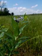 Image of Ozark bluestar