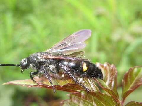 صورة Scolia oculata Matsumura 1911