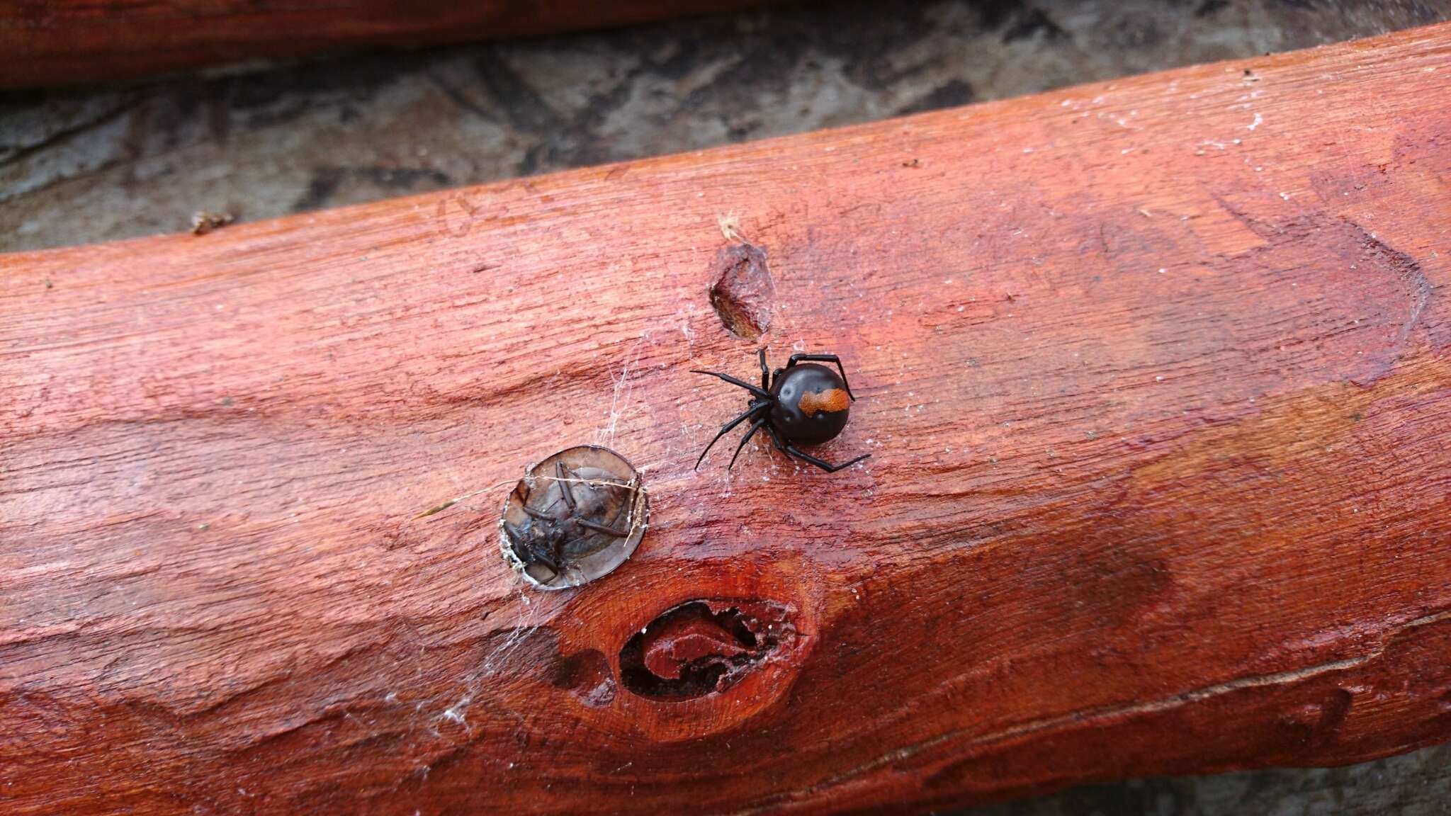 Image of Redback spider