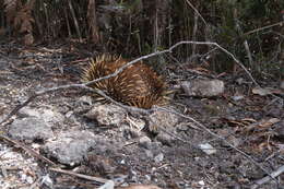 Image of Tasmanian Echidna