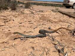 Image of Demansia psammophis cupreiceps Storr 1978