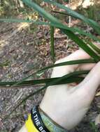 Image of Dianella caerulea var. assera R. J. F. Hend.