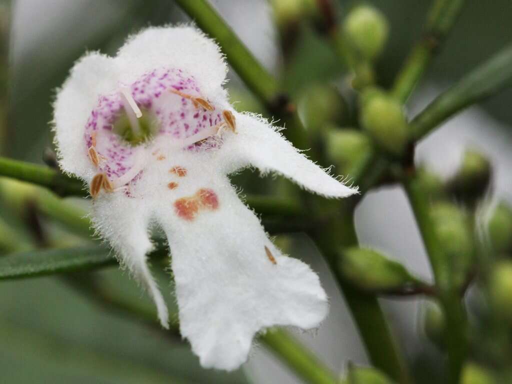 Слика од Prostanthera lasianthos Labill.