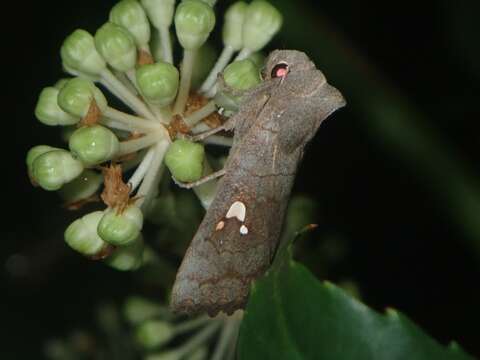 Image of Eupsilia tripunctata Butler 1878