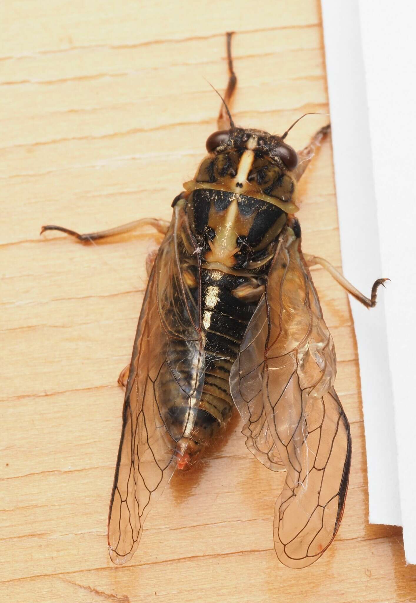 Image of variable cicada