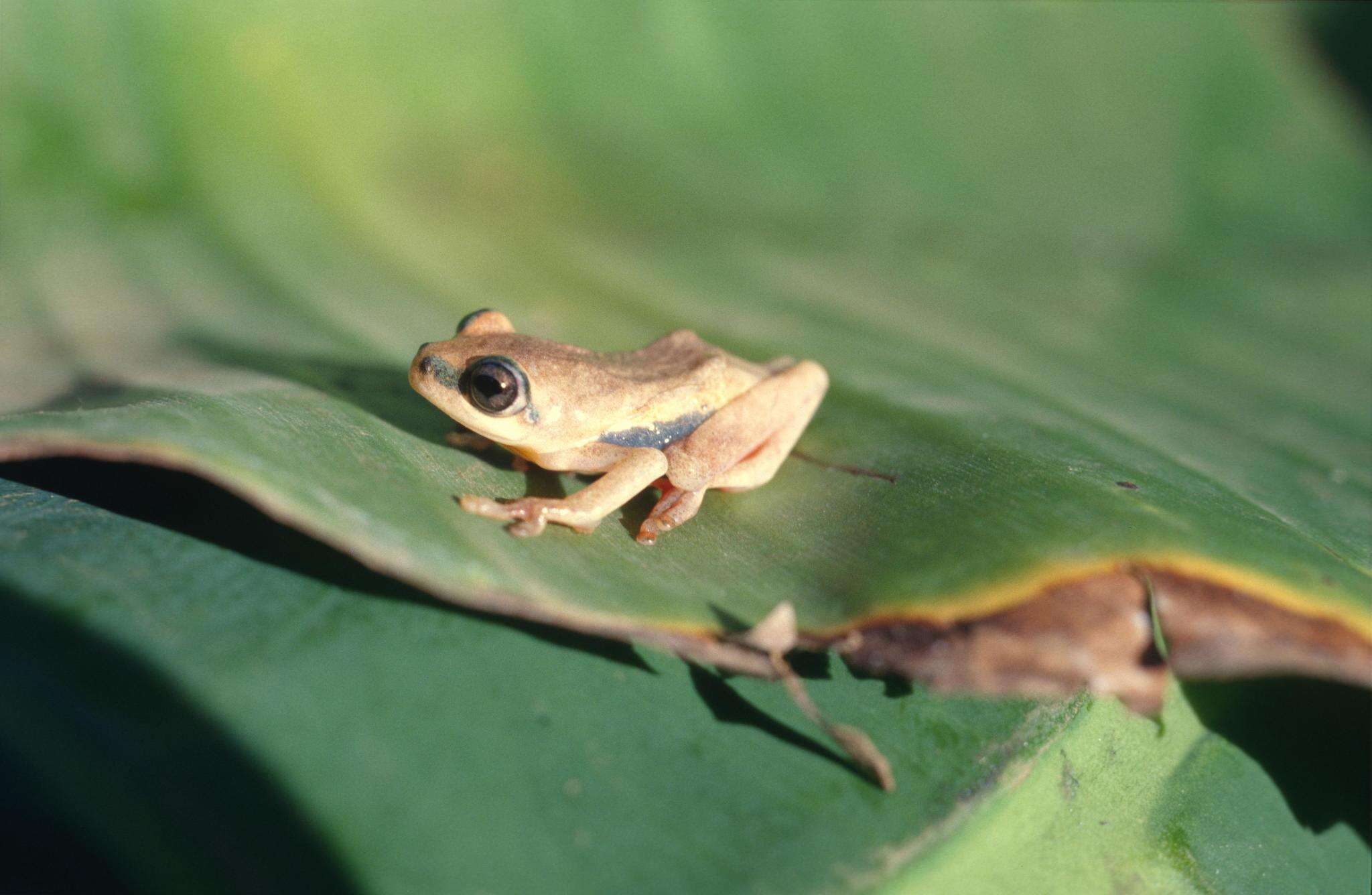 Image of Hyperolius mariae Barbour & Loveridge 1928