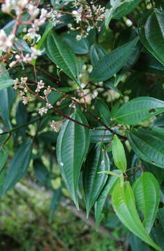 Image of Miconia mexicana (Bonpl.) Naud.