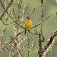 Imagem de Emberiza flaviventris flaviventris Stephens 1815