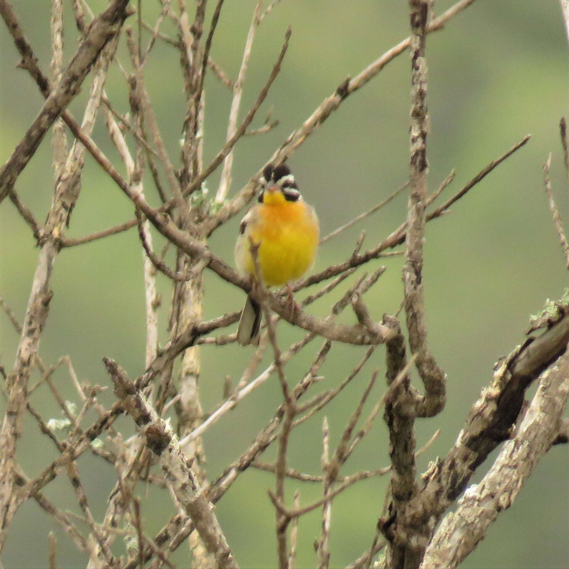 Imagem de Emberiza flaviventris flaviventris Stephens 1815