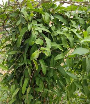 Image de Aristolochia indica L.