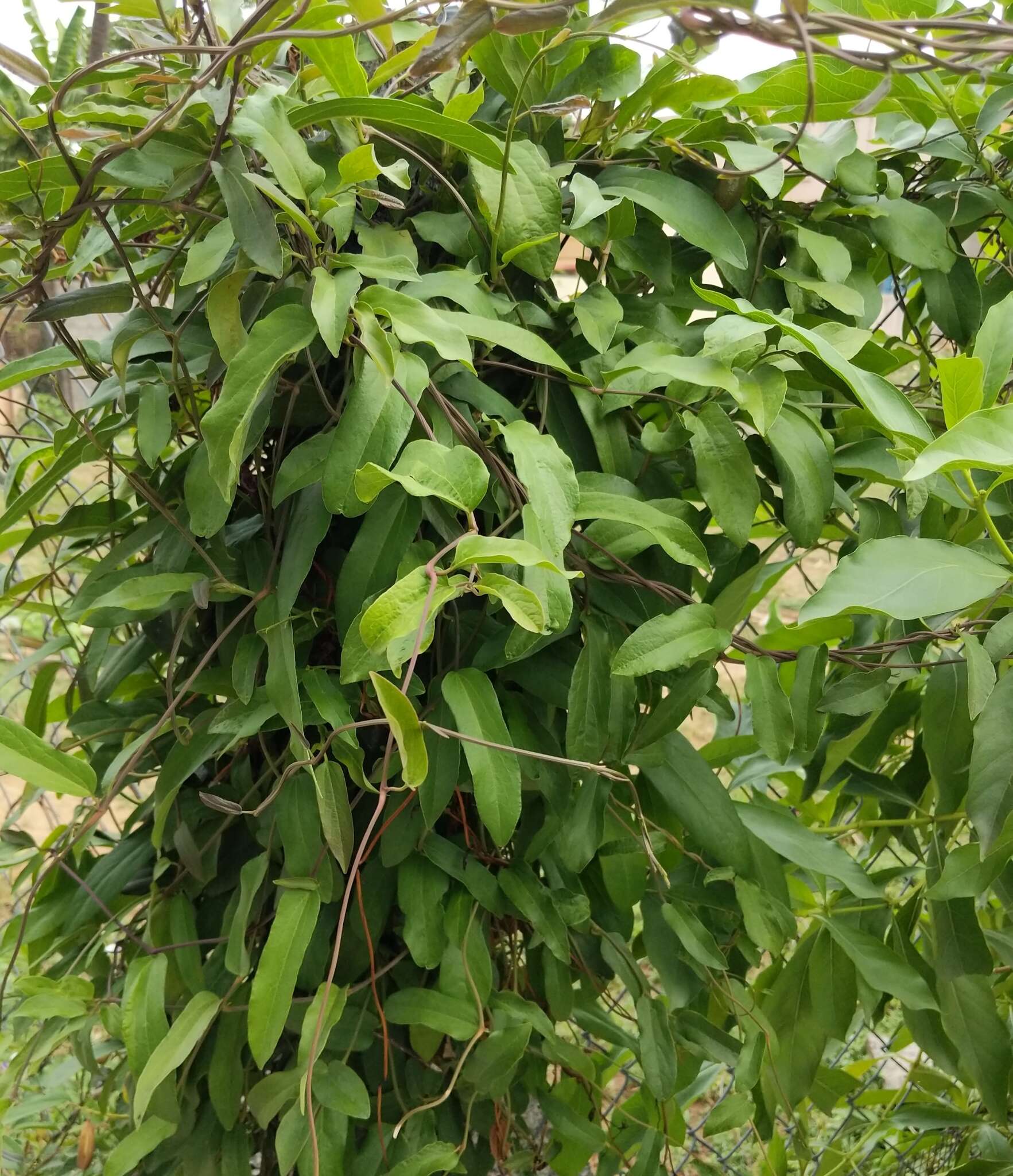 Image of Aristolochia indica L.