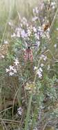 Image of Zygaena rhadamanthus Esper 1793