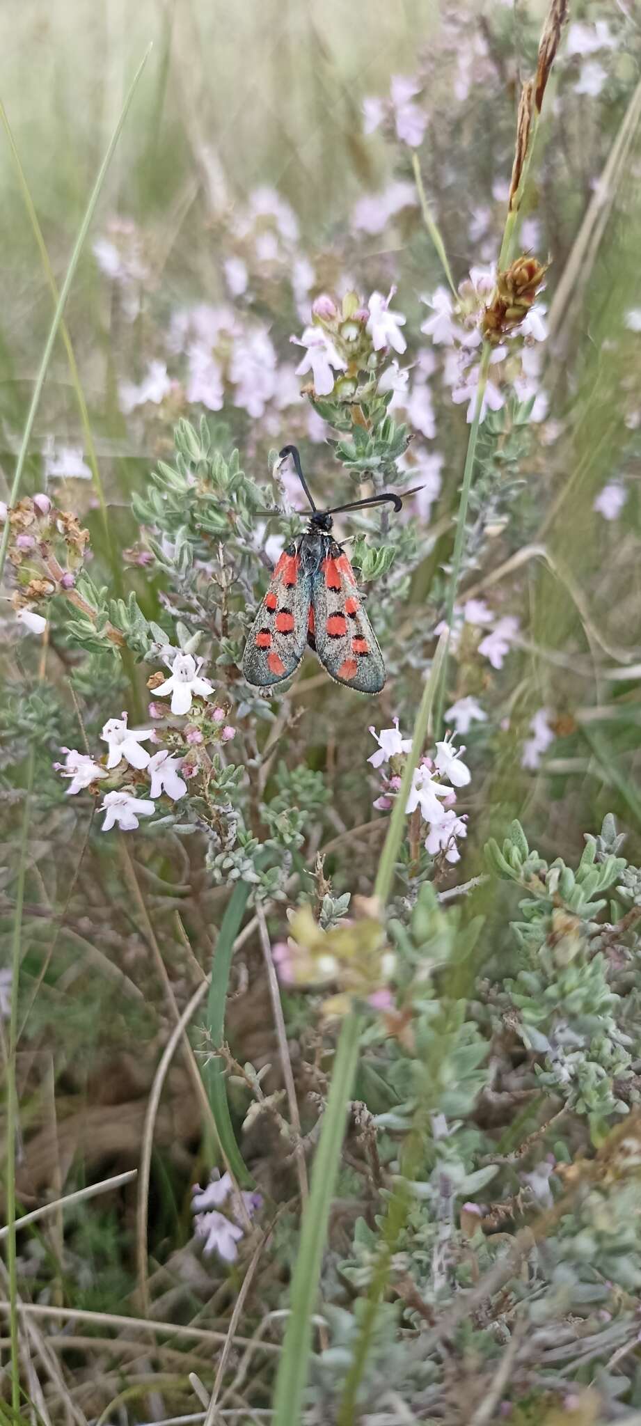 Image of Zygaena rhadamanthus Esper 1793