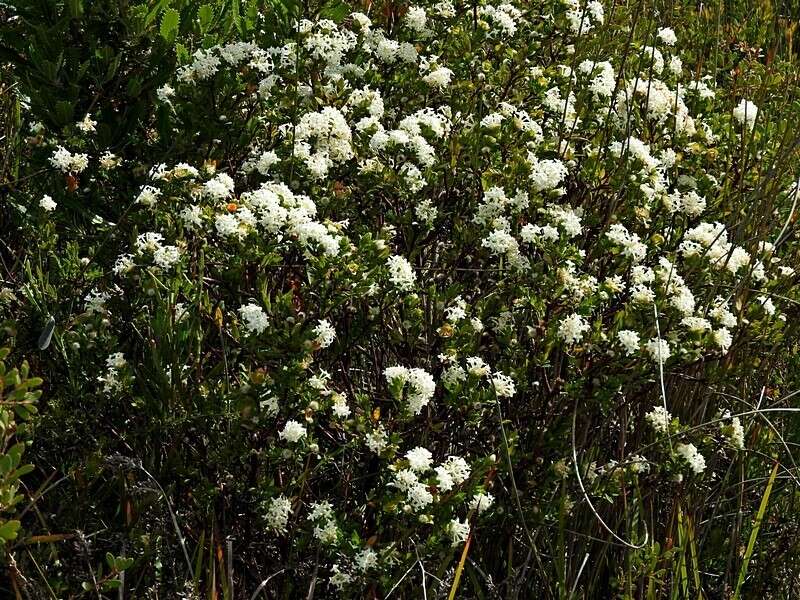 Image of Pimelea linifolia subsp. linifolia