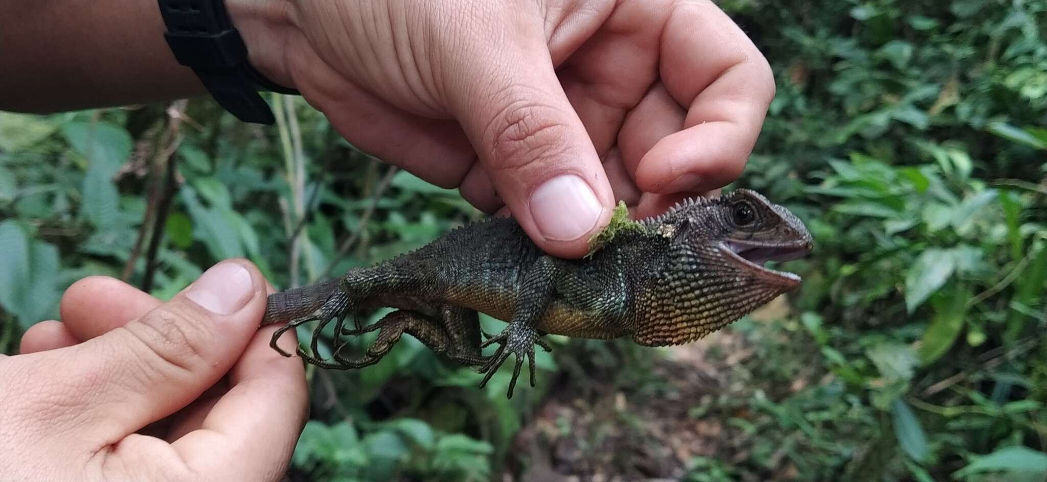 Image of Canelos Woodlizard