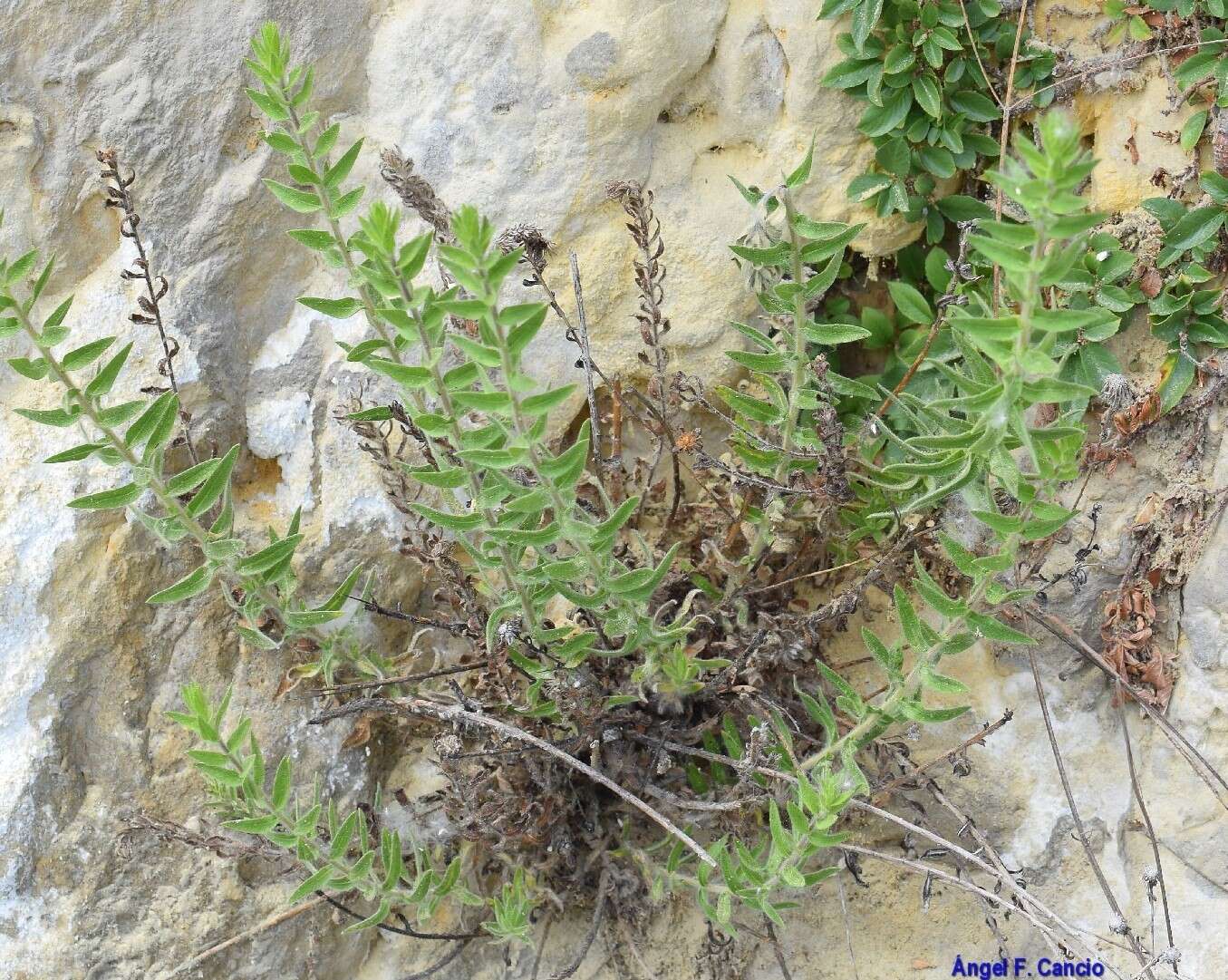 Слика од Chiliadenus glutinosus (L.) Fourr.